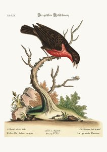 Suuri Bullfinch, 1749-73